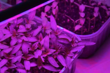 LED 'in parıltısı altında filizlenen bitkiler ışık üretir. Plastikten ev yetiştirme tohumları.