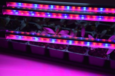 LED 'in parıltısı altında filizlenen bitkiler ışık üretir. Plastikten ev yetiştirme tohumları.