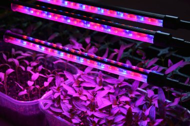 LED 'in parıltısı altında filizlenen bitkiler ışık üretir. Plastikten ev yetiştirme tohumları.