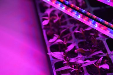 LED 'in parıltısı altında filizlenen bitkiler ışık üretir. Plastikten ev yetiştirme tohumları.