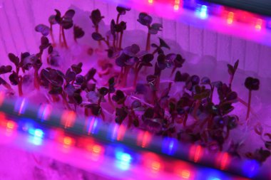 LED 'in parıltısı altında filizlenen bitkiler ışık üretir. Plastikten ev yetiştirme tohumları.