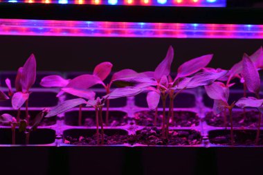 LED 'in parıltısı altında filizlenen bitkiler ışık üretir. Plastikten ev yetiştirme tohumları.