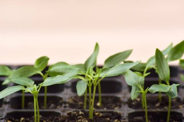 Bitki fideleri ışık altında hafif bir arkaplanda çiçek açarlar. Plastik içinde büyüyen ev tohumları.