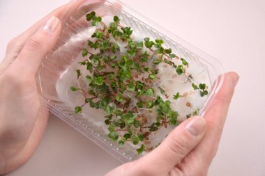 Bitki fideleri ışık altında hafif bir arkaplanda çiçek açarlar. Plastik içinde büyüyen ev tohumları.