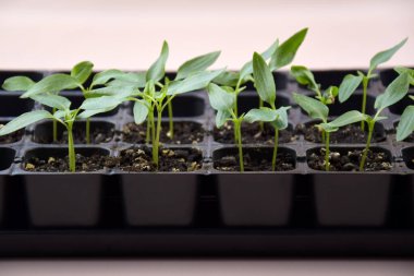 Bitki fideleri ışık altında hafif bir arkaplanda çiçek açarlar. Plastik içinde büyüyen ev tohumları.