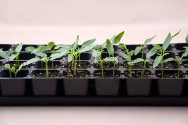 Bitki fideleri ışık altında hafif bir arkaplanda çiçek açarlar. Plastik içinde büyüyen ev tohumları.