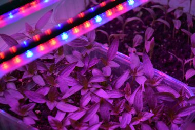 LED 'in parıltısı altında filizlenen bitkiler ışık üretir. Plastikten ev yetiştirme tohumları.