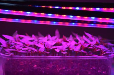 LED 'in parıltısı altında filizlenen bitkiler ışık üretir. Plastikten ev yetiştirme tohumları.