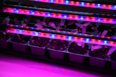 LED 'in parıltısı altında filizlenen bitkiler ışık üretir. Plastikten ev yetiştirme tohumları.