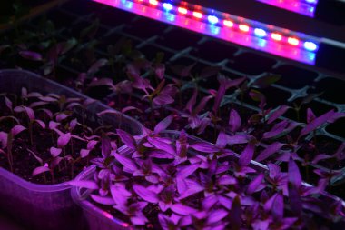 LED 'in parıltısı altında filizlenen bitkiler ışık üretir. Plastikten ev yetiştirme tohumları.