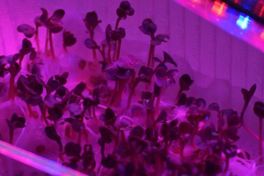 LED 'in parıltısı altında filizlenen bitkiler ışık üretir. Plastikten ev yetiştirme tohumları.