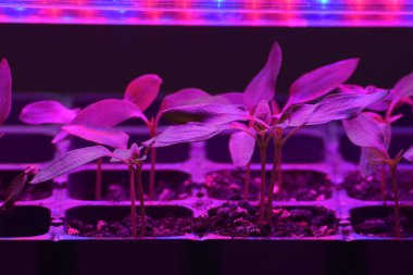 LED 'in parıltısı altında filizlenen bitkiler ışık üretir. Plastikten ev yetiştirme tohumları.