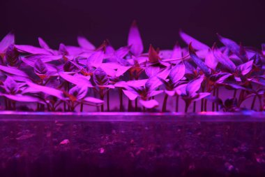 LED 'in parıltısı altında filizlenen bitkiler ışık üretir. Plastikten ev yetiştirme tohumları.