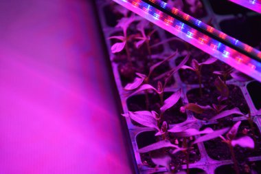 LED 'in parıltısı altında filizlenen bitkiler ışık üretir. Plastikten ev yetiştirme tohumları.