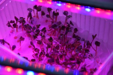 LED 'in parıltısı altında filizlenen bitkiler ışık üretir. Plastikten ev yetiştirme tohumları.