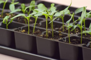 Bitki fideleri ışık altında hafif bir arkaplanda çiçek açarlar. Plastik içinde büyüyen ev tohumları.