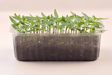 Bitki fideleri ışık altında hafif bir arkaplanda çiçek açarlar. Plastik içinde büyüyen ev tohumları.