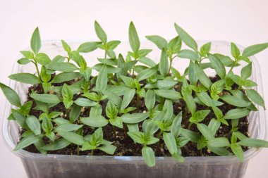 Bitki fideleri ışık altında hafif bir arkaplanda çiçek açarlar. Plastik içinde büyüyen ev tohumları.