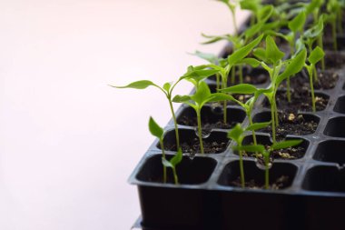 Bitki fideleri ışık altında hafif bir arkaplanda çiçek açarlar. Plastik içinde büyüyen ev tohumları.