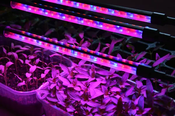 LED 'in parıltısı altında filizlenen bitkiler ışık üretir. Plastikten ev yetiştirme tohumları.