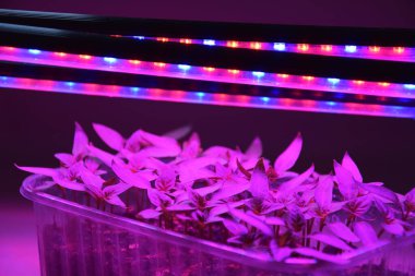 LED 'in parıltısı altında filizlenen bitkiler ışık üretir. Plastikten ev yetiştirme tohumları.