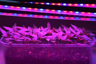 LED 'in parıltısı altında filizlenen bitkiler ışık üretir. Plastikten ev yetiştirme tohumları.