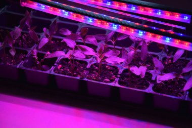 LED 'in parıltısı altında filizlenen bitkiler ışık üretir. Plastikten ev yetiştirme tohumları.