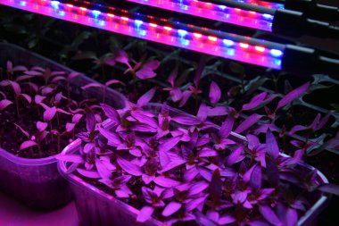 LED 'in parıltısı altında filizlenen bitkiler ışık üretir. Plastikten ev yetiştirme tohumları.