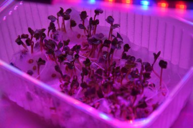 LED 'in parıltısı altında filizlenen bitkiler ışık üretir. Plastikten ev yetiştirme tohumları.