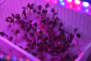 LED 'in parıltısı altında filizlenen bitkiler ışık üretir. Plastikten ev yetiştirme tohumları.