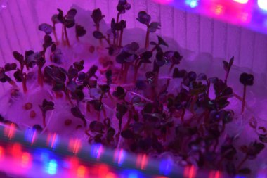 LED 'in parıltısı altında filizlenen bitkiler ışık üretir. Plastikten ev yetiştirme tohumları.