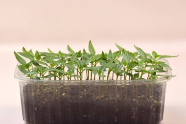 Bitki fideleri ışık altında hafif bir arkaplanda çiçek açarlar. Plastik içinde büyüyen ev tohumları.