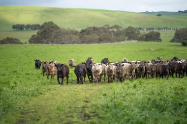 Tarladaki süt ineklerini kapatan Angus ve Murray Grey sığırları bahar ve yaz aylarında uzun otlaklar yiyorlar..