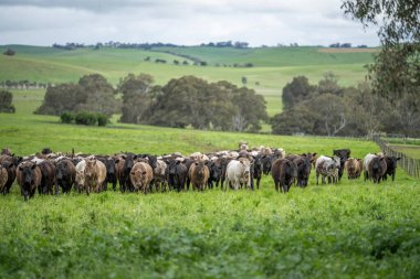 Herefords ve Angus sığırları çayırda otluyor. Tepenin tepesindeki bir tarlada inekler ot yiyor, organik yetiştirilmiş ve yenilenebilir.