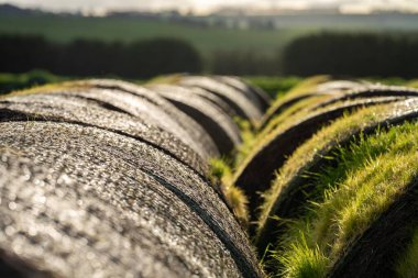 saman ve tohum yığını. Çimenlerin filizlendiği saman balyaları. Çiftlikte çürüyen eski balyalar