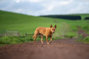 Kelpie köpeği koyun çiftliğinde çalışıyor. Örnek köpek. güzel