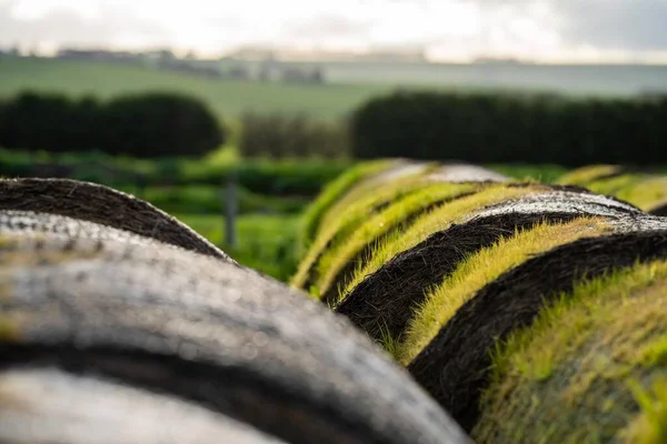 더미입니다 규산염 덩어리들 봄철에 목장에 초더미 — 스톡 사진