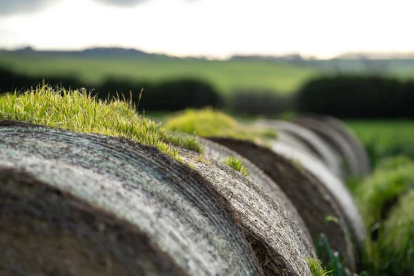 Nahaufnahme Von Gras Das Auf Einem Bauernhof Wächst — Stockfoto