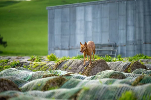 Pracujący Pies Farmie Pies Kelpie Ranczu — Zdjęcie stockowe