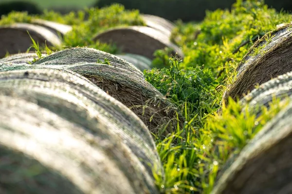 멕시코에 창고에 농장에 저장되어 건초와은으로만든 바닥짐 — 스톡 사진