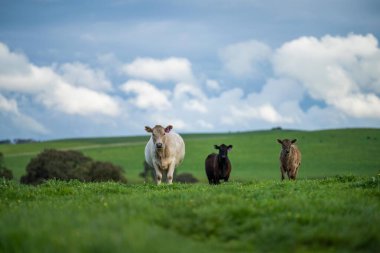 Herefords ve Angus sığırları çayırda otluyor. Tepenin tepesindeki bir tarlada inekler ot yiyor, organik yetiştirilmiş ve yenilenebilir.