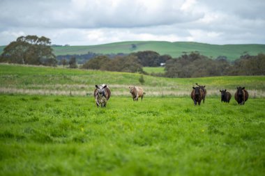 Herefords ve Angus sığırları çayırda otluyor. Tepenin tepesindeki bir tarlada inekler ot yiyor, organik yetiştirilmiş ve yenilenebilir.