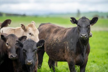 Çiftlikte biftek ve sığır eti üretimi. Çiftlikteki inekler