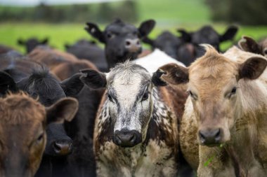Avustralya 'da bir çiftlikte rejeneratif tarım. Toprak mikropları büyüyor.