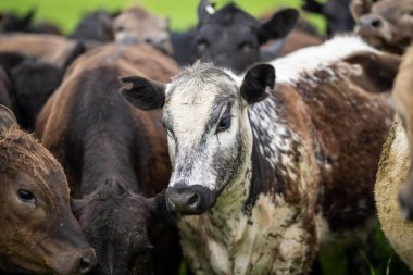 Çiftlikte biftek ve sığır eti üretimi. Çiftlikteki inekler