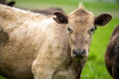 Herefords ve Angus sığırları çayırda otluyor. Tepenin tepesindeki bir tarlada inekler ot yiyor, organik yetiştirilmiş ve yenilenebilir.
