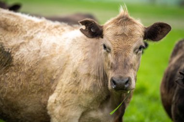 Avustralya 'da bir çiftlikte rejeneratif tarım. Toprak mikropları büyüyor.