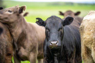Organik bir çiftlikte et üretimi ve ot yiyen inekler