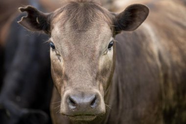 Tarladaki süt ineklerini kapatan Angus ve Murray Grey sığırları bahar ve yaz aylarında uzun otlaklar yiyorlar..