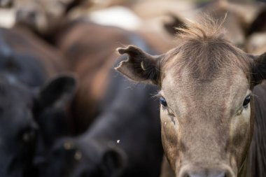 Bir çiftlikte sıfır karbon emisyonu olan organik çiftlik hayvanları
